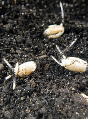 wheat in growth