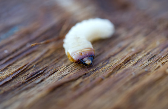 little woodworm