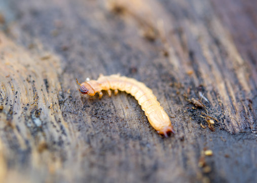 little woodworm