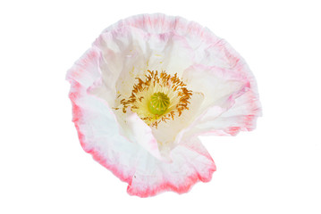 poppy flower isolated