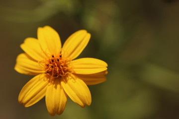 Yellow flower green background