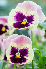 flowers in the summer garden