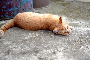 cute rusty kitten resting lying on pavement