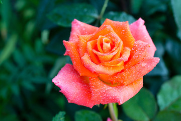 flowers in the summer garden