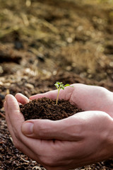 Hands holding plant seed germinting from the soil