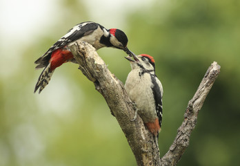 pic épeiche et son jeune