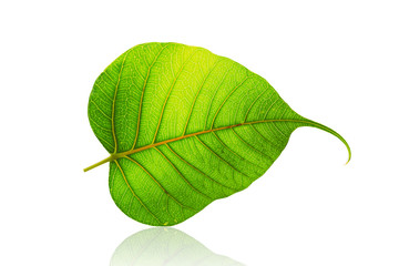 green bodhi leaf or leaves of buddha isolated on white background