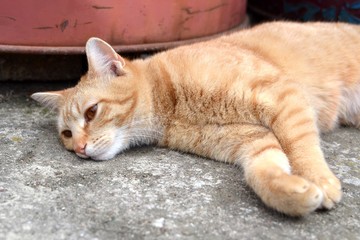 Lazy rusty cat lying and resting on pavement