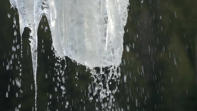 Water dripping from an icicle