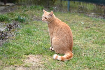 Rusty cat sitting in garden 