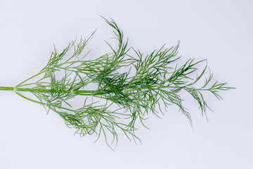 Twig of fresh dill on light background. Branch of green fennel. Fresh aromatic spice.