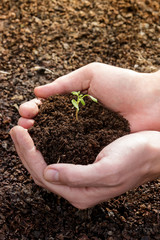 Hands holding plant seed germinting from the soil
