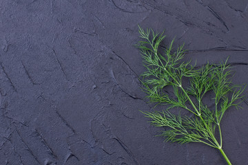 Twig of fresh dill and copy space. Sprig of green aromatic dill on slate, text space. Health benefits of dill.