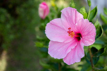 The pink flower bloomed in the garden