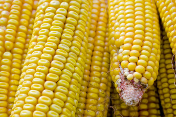 A bunch of fresh corn