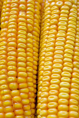 A bunch of fresh corn