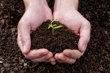 Hands holding plant seed germinting from the soil
