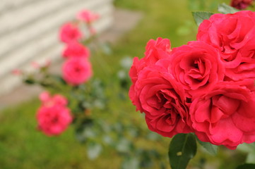 Detail of a pink rose flower in summer