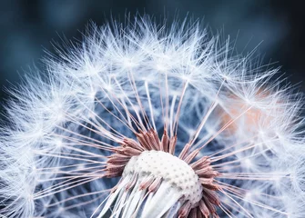 Wall murals Dandelion beautiful natural background of airy light dandelion flower with white light seeds on plant head