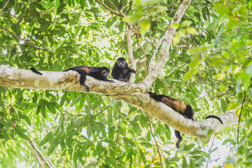 Brown Monkeys in Costa Rica