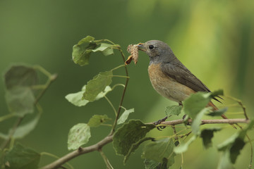 rouge queue à front blanc