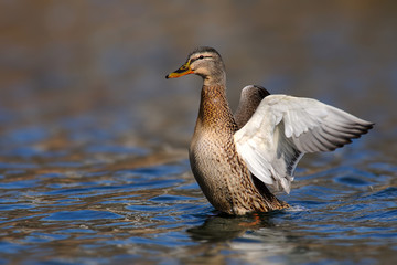 female wild duck (Anas platyrhynchos). Mallard spreads its wings