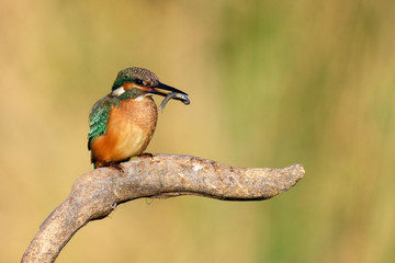 Kingfisher (Alcedo atthis) sitting on a stick with prey in beak