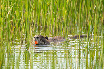 Nutria, Myocastor coypus, floating in the water