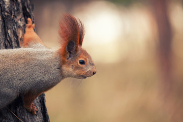The red Squirrel peeks out from behind a tree