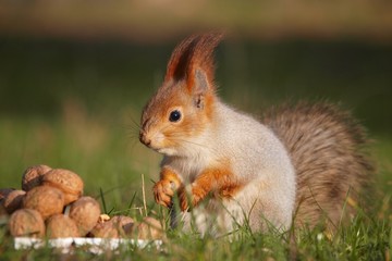 Naklejka na ściany i meble The red squirrel stands on the ground in front of a pile of nuts