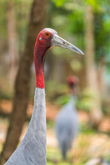 The sarus crane is easily distinguished from other cranes in the region by the overall grey colour and the contrasting red head and upper neck.