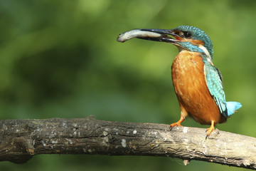 Martin-pêcheur