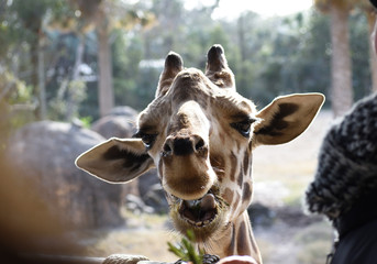 photo of the giraffe asking for her food