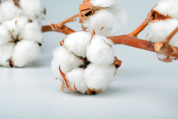 Delicate cotton branch background.