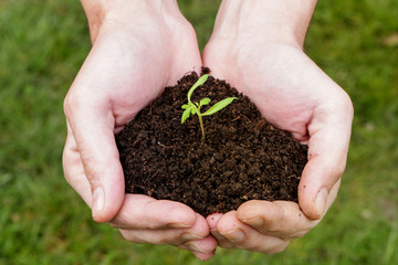 Hands holding plant seed germinting from the soil