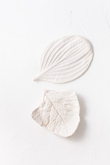 Leaves of tropical plants of gypsum on white concrete background