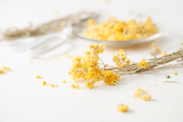 The dried herb Helichrysum on a white table