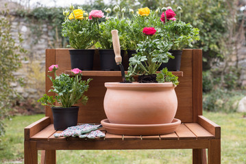 Spring flower planting