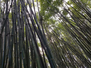Fototapeta premium the line of bamboo