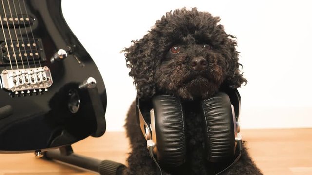 Dog (poodle) with headphones
