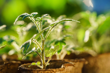 Tomato plants in the early stages of growth.