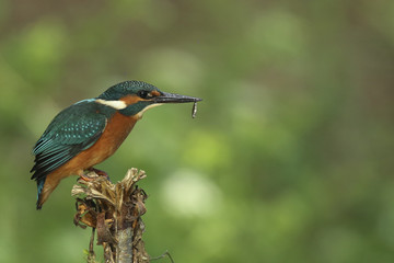 martin-pêcheur