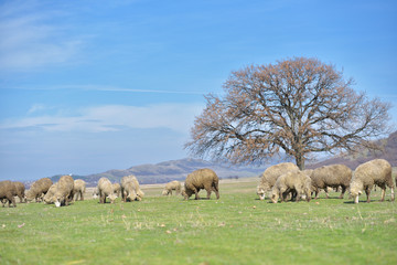Fototapeta premium Flock of sheep grazing on beautiful mountain meadow