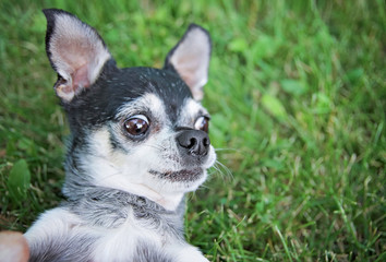 cute chihuahua in the grass looking off to the side