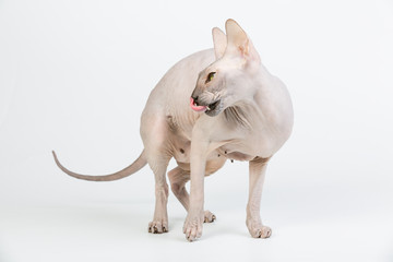 Bold sphinx cat with green eyes licking itself on white background