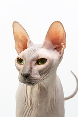 Bold sphinx cat with green eyes close studio portrait