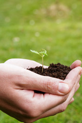 Hands holding plant seed germinting from the soil