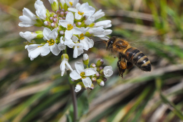 Honey bee collecting nectar in spring, Honey Bee pollinating wildflowers on meadow