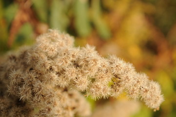 Autumn grass and plant seeds