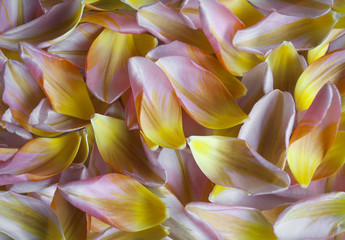 closeup of Dutch tulip petals, colorful spring backdrop